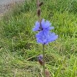 Cichorium endiviaÇiçek