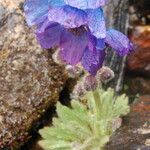 Meconopsis bhutanica