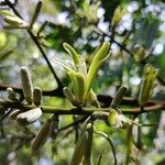 Homalolepis cedron Fruit