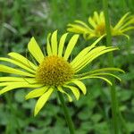 Doronicum columnae 花