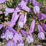 Penstemon davidsonii Blüte