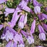 Penstemon davidsonii Kukka