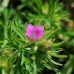 Geranium dissectumFleur