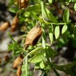 Vicia lens Vaisius