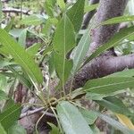 Prunus amygdalus Leaf