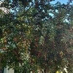Acer buergerianum Habitus