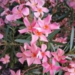 Nerium oleander Цветок