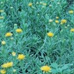 Inula ensifolia Flower