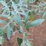 Chamaecytisus prolifer Feuille