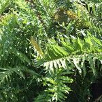 Acrostichum danaeifolium Folla