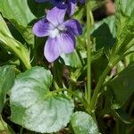 Viola × uechtritziana Habitus