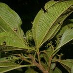 Miconia theizans Hoja