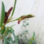 Alysicarpus ovalifolius Flower