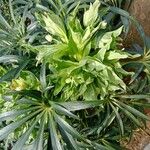 Helleborus viridis Blatt