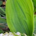 Convallaria majalis Лист