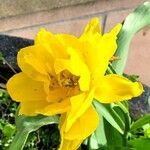 Tulipa spp. ᱵᱟᱦᱟ