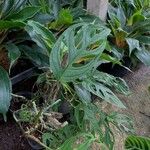 Monstera adansoniiYaprak