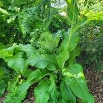 Inula racemosa Habit