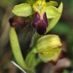 Ophrys sulcata Mosusu