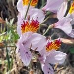 Alstroemeria pulchra Flor