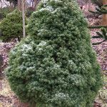 Picea glauca موطن