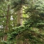 Abies grandis Φλοιός