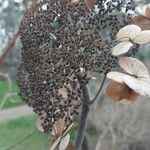 Hydrangea aspera Φρούτο