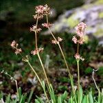 Valeriana celtica Elinympäristö