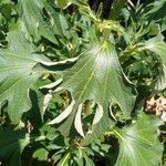 Tithonia diversifolia ഇല