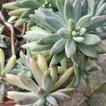 Dudleya greenei 叶