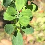 Coronilla valentina Blatt