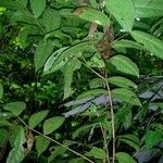 Eugenia basilaris Plante entière