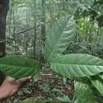 Coelocaryon preussii Hoja
