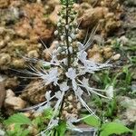 Orthosiphon aristatus Квітка
