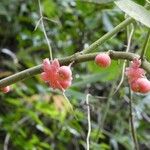 Siparuna thecaphora Fruit