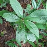 Psychotria schweinfurthii Leaf