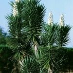 Yucca aloifoliaᱵᱟᱦᱟ