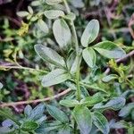 Jasminum fruticans Leaf