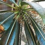 Pachypodium lamerei Leaf