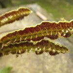 Bulbophyllum maximum Leaf