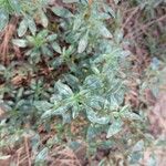 Amaranthus blitoides Folla
