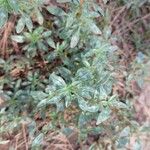 Amaranthus blitoides Leaf