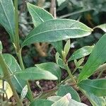 Barleria lupulina Blad