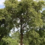Combretum molle Habit