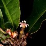 Pycnandra wagapensis Цветок