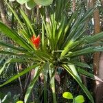 Guzmania lingulata Агульны выгляд