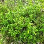 Salix glabra Pokrój