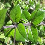 Rhaphithamnus spinosus Otro