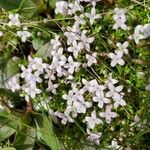 Oldenlandia salzmannii Cvijet