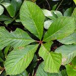 Rodgersia aesculifolia Yaprak